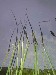 Reeds.JPG